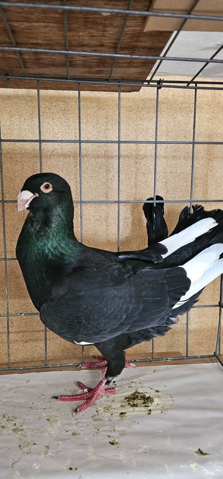 Best Syrian Dewlap